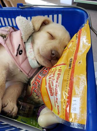 Images Paws Inn Pet Essentials