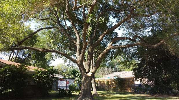 Images TNT Tree Service