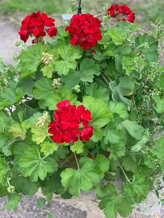 Images S & H Nursery