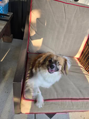 Images Wag Watchers DayCare & Spa