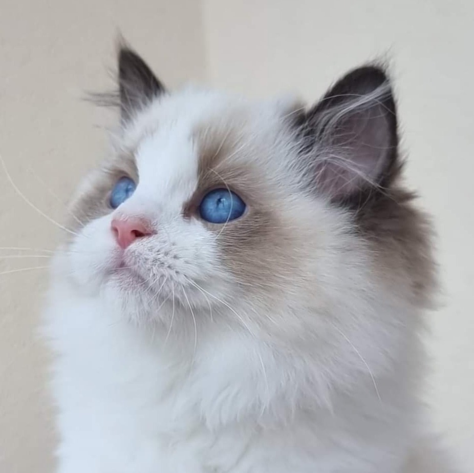 Images Ragdoll RagSweet