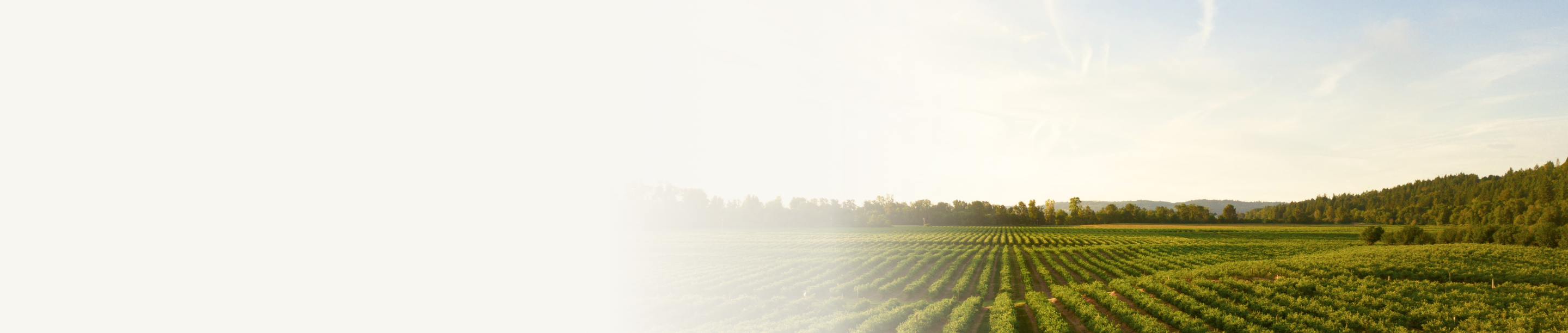 Rows of crops on a large farm.