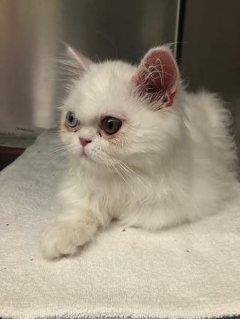 Images Melrose La Brea Animal Hospital