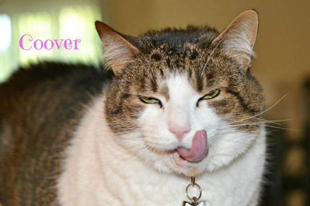 Images Whiskers 'N Paws In Home Pet Sitting