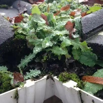 Images Guttaclean Ltd