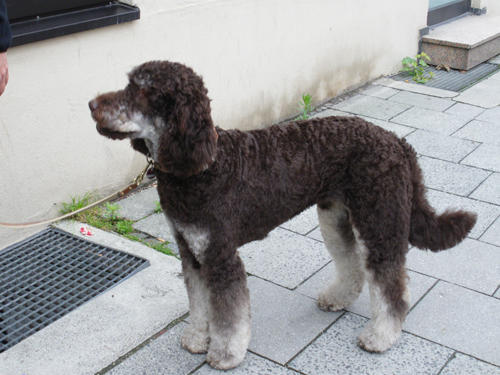 Bilder Hundesalon Popp | Hundesalon in München