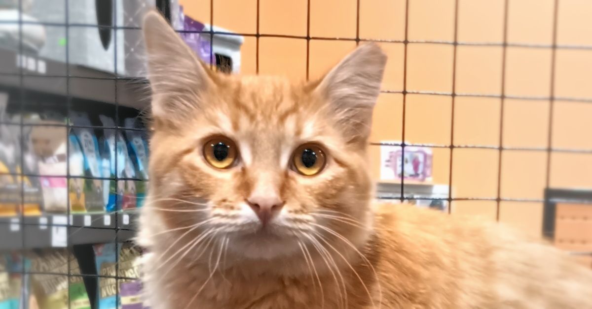 Image of Local Pet Event Adoption Day at Boofy's Kat Kastle Suites (Cutler store) Nearby