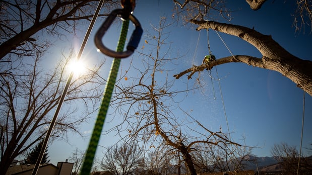 Images King Tree Service