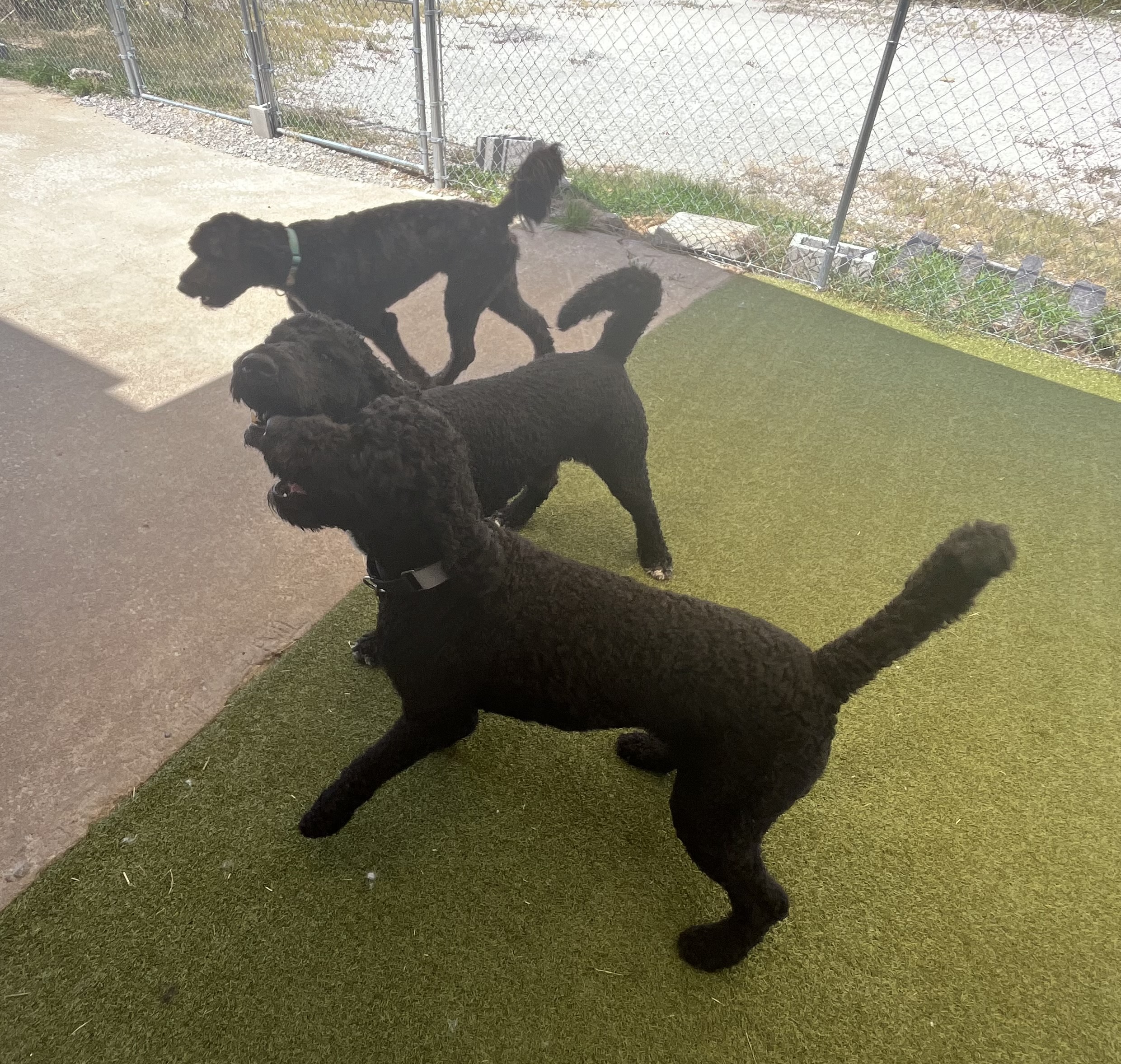 Three black dogs running and playing together in the outdoor dog daycare yard. 