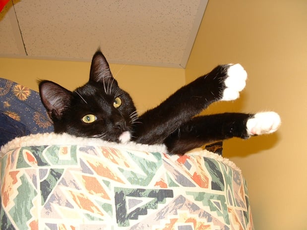 Images Leesport Pet Resort