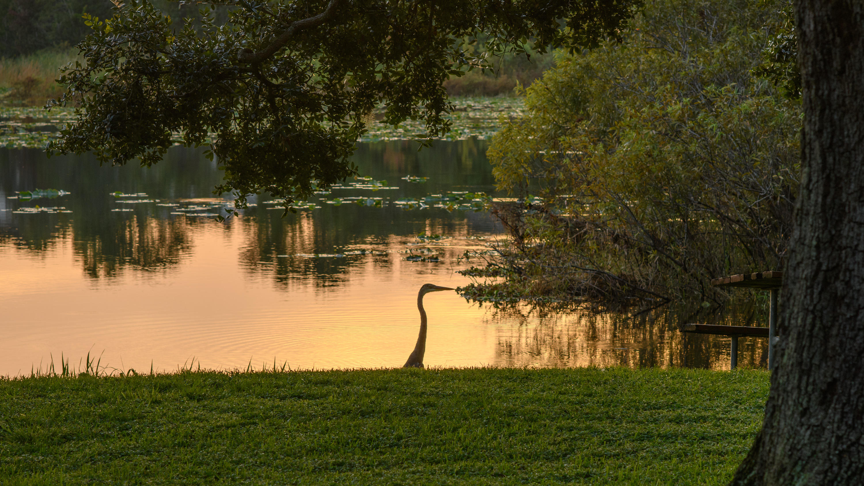 The Edge at Lake Lotus Apartments Photo