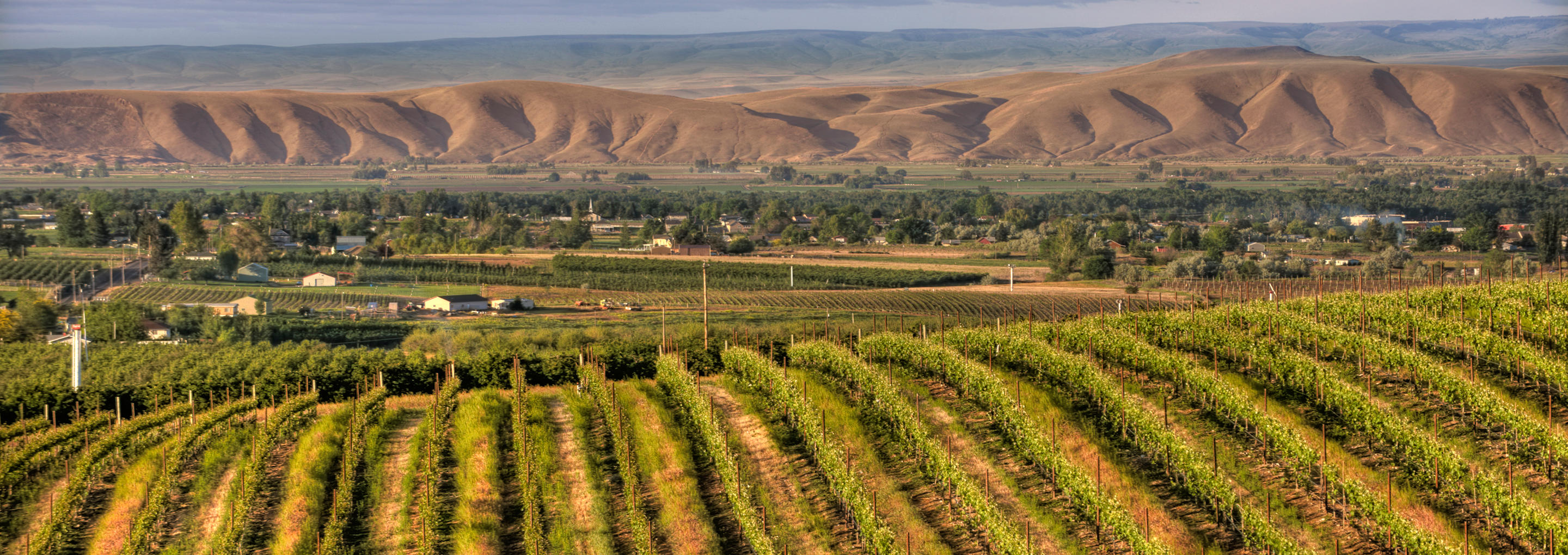 Vineyards in Yakima Valley Washington