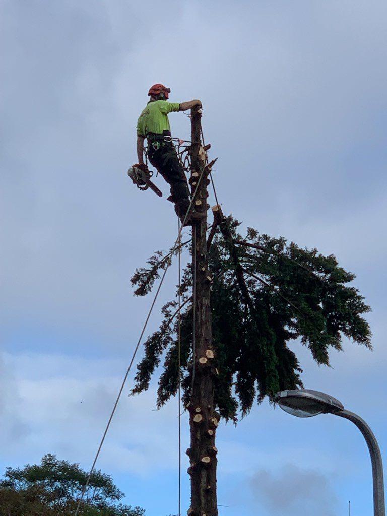 Images Redback Tree Services Greensborough