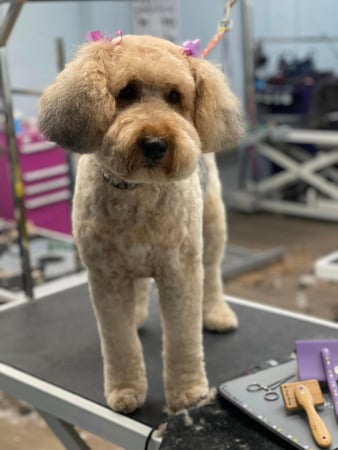 Images San Diego Grooming Academy