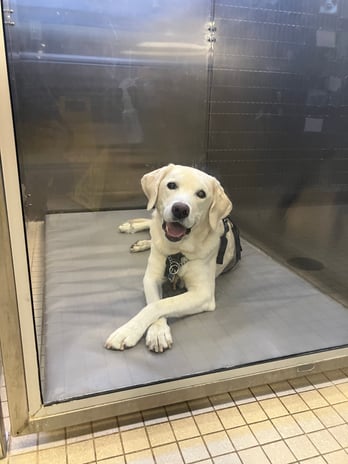 Images VCA West Los Angeles Animal Hospital