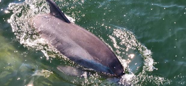 Images Frisky Mermaid Dolphin Tours & Pontoon Boat Rentals