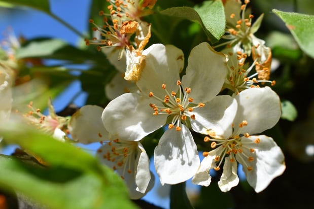 Images Gupta Allergy: Allergy & Asthma Specialists of Lansing, PLLC