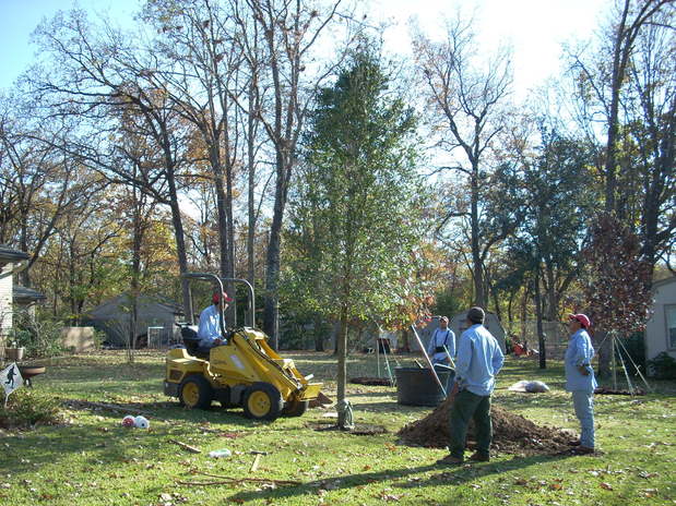 Images McKee Tree Service