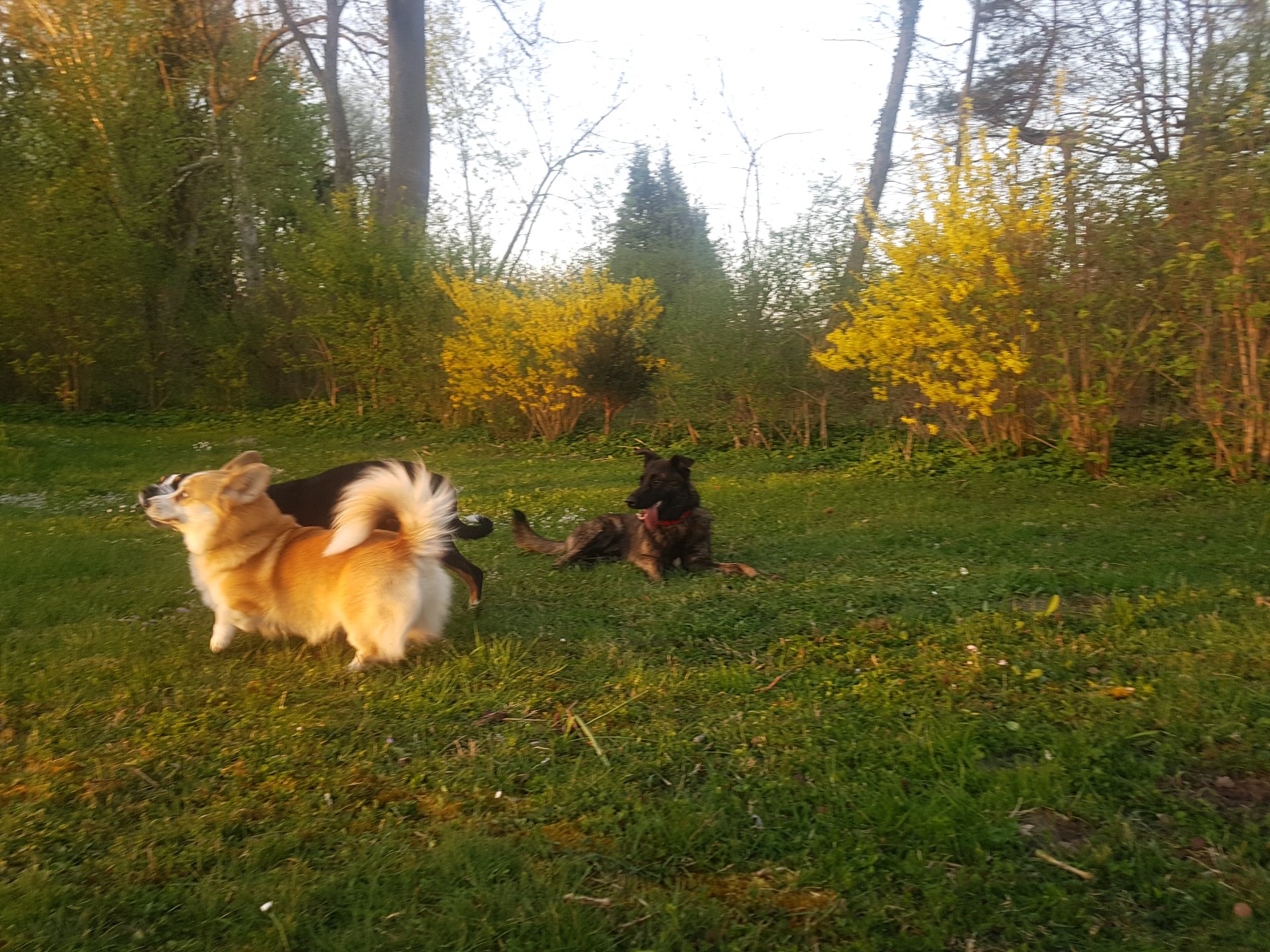 Hundeschule Alexandra Tikal Oerschleißheim, Alte Dorfstrasse 17 in Haimhausen Oberndorf