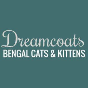 Dreamcoats Bengals