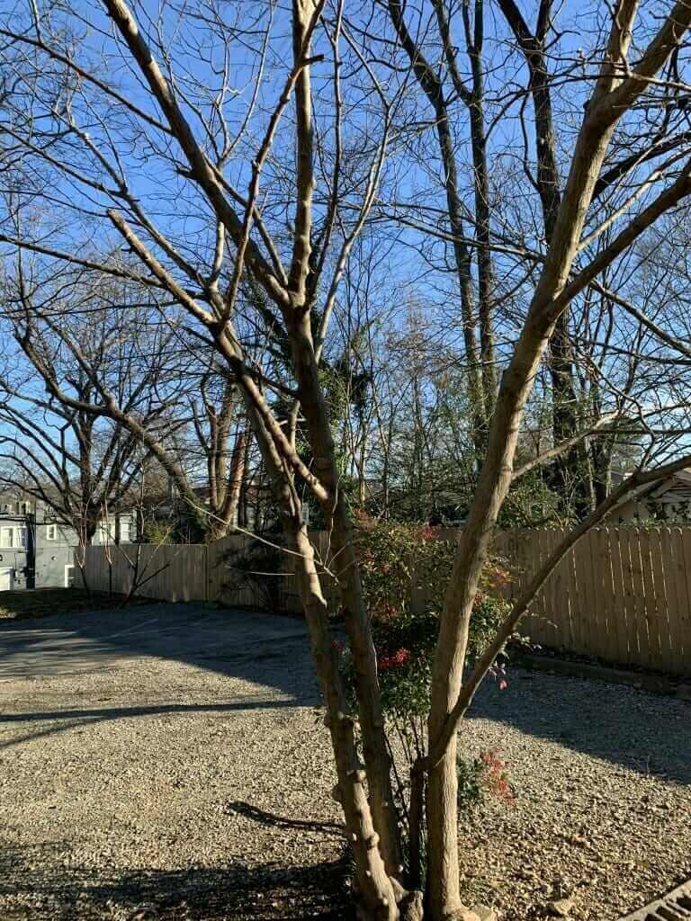 Mister Tree Service Photo