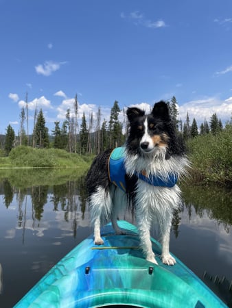Images Acorn Lake Veterinary Service