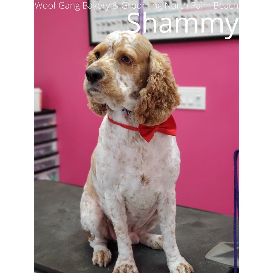 Woof Gang Bakery & Grooming North Palm Beach Photo