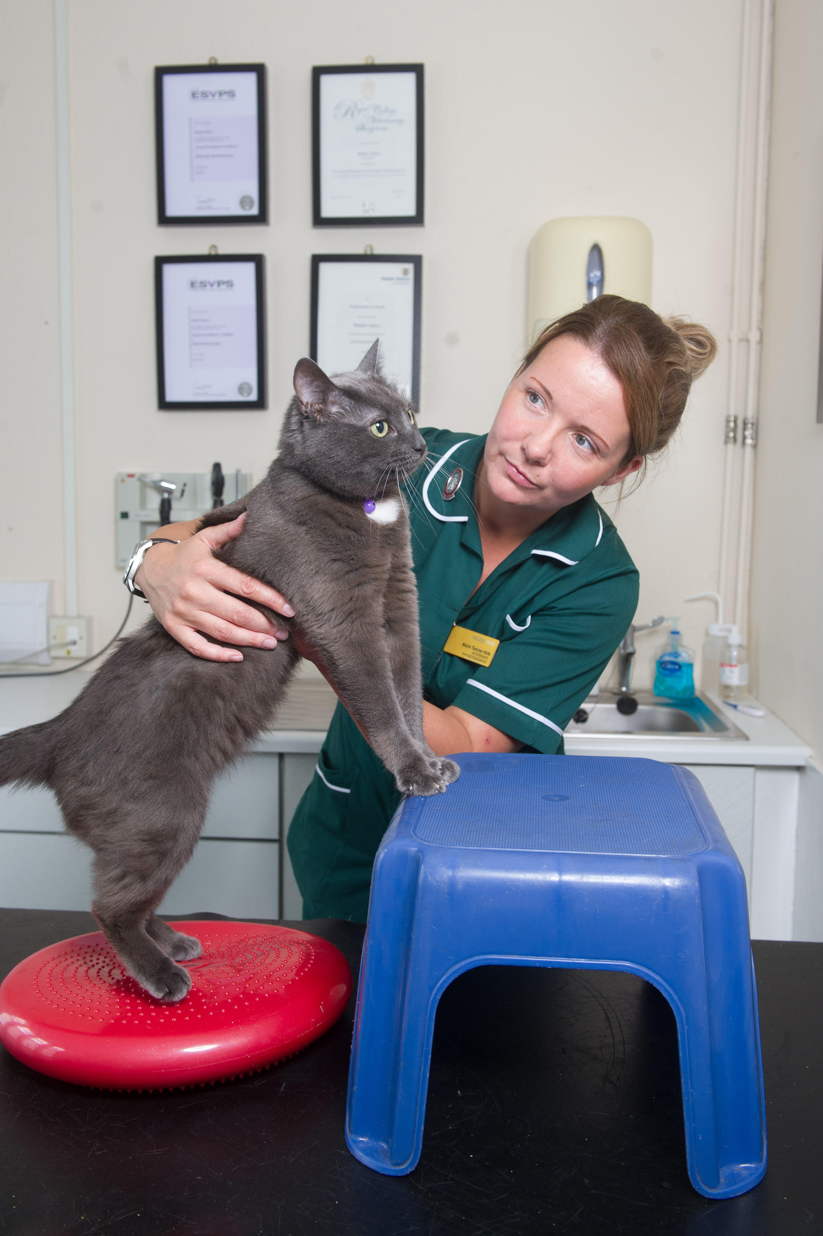 Valley Vets, Cardiff Cardiff 02920 529444