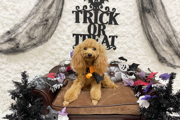 Images ペットショップ 犬の家