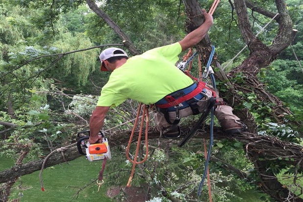 Images Timberland Tree Service