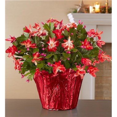 Get everyone into the holiday spirit with a seasonal favorite. Our long-lasting Christmas cactus arrives budding and ready to bloom, bringing a festive touch to the holiday decor