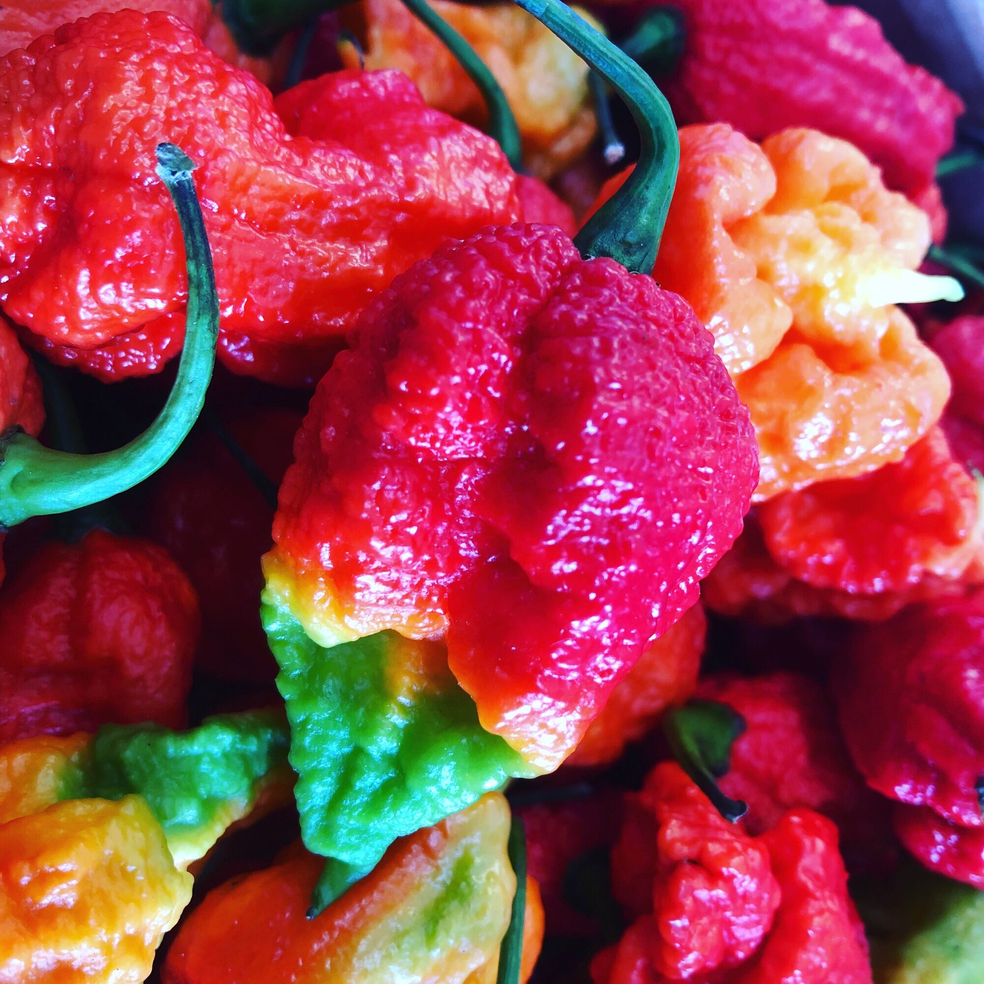 Images Chilli Mash Company