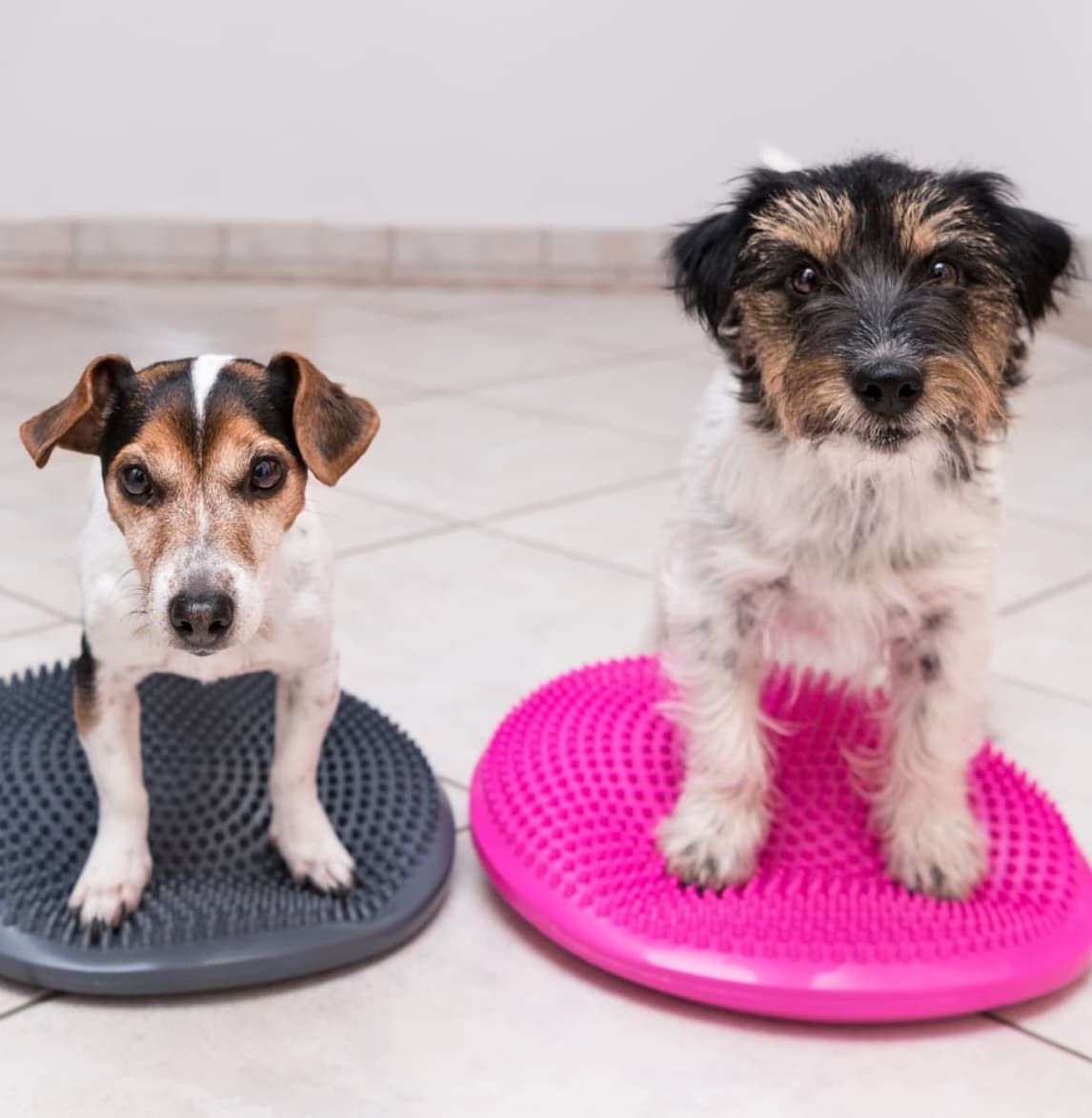 Bilder Hundephysiotherapie Rostock | Tierphysiotherapie Rostock