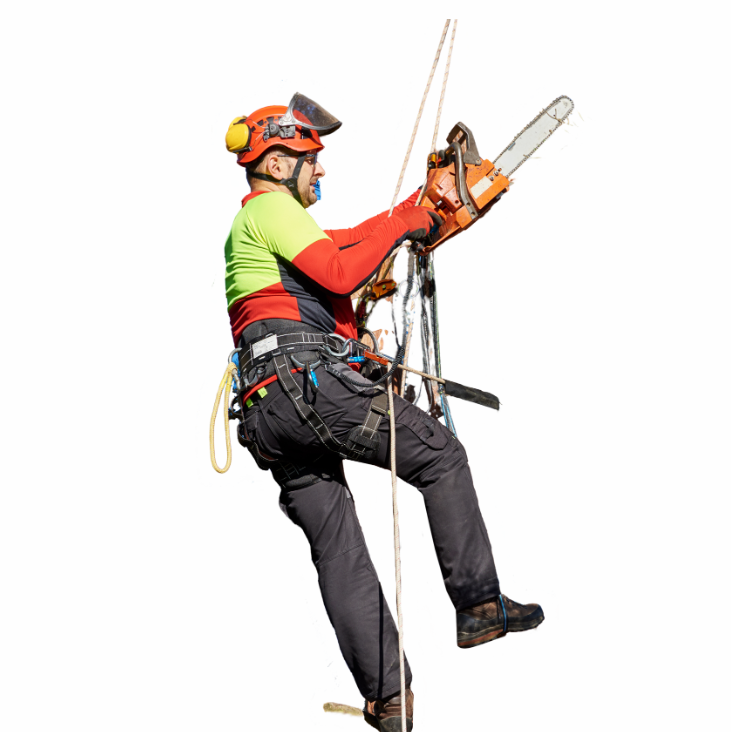 Images 5 Star Tree Service Inc.