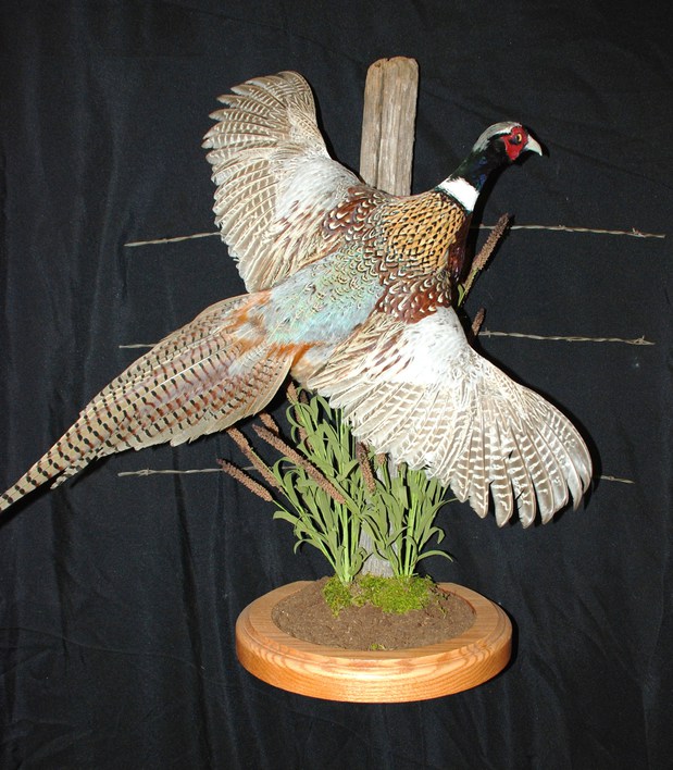 Images Wildlife Creations Taxidermy