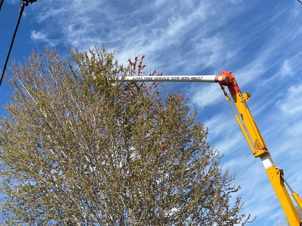 Images Arias Tree Service