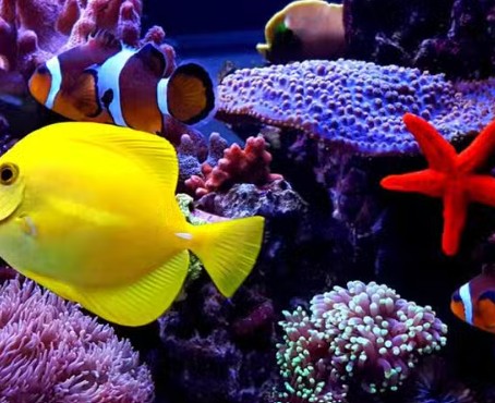 Reef Lounge Aquatics 7