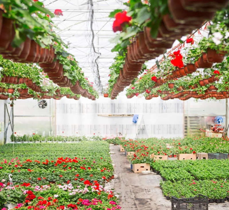 Images Gardenland Vivaio