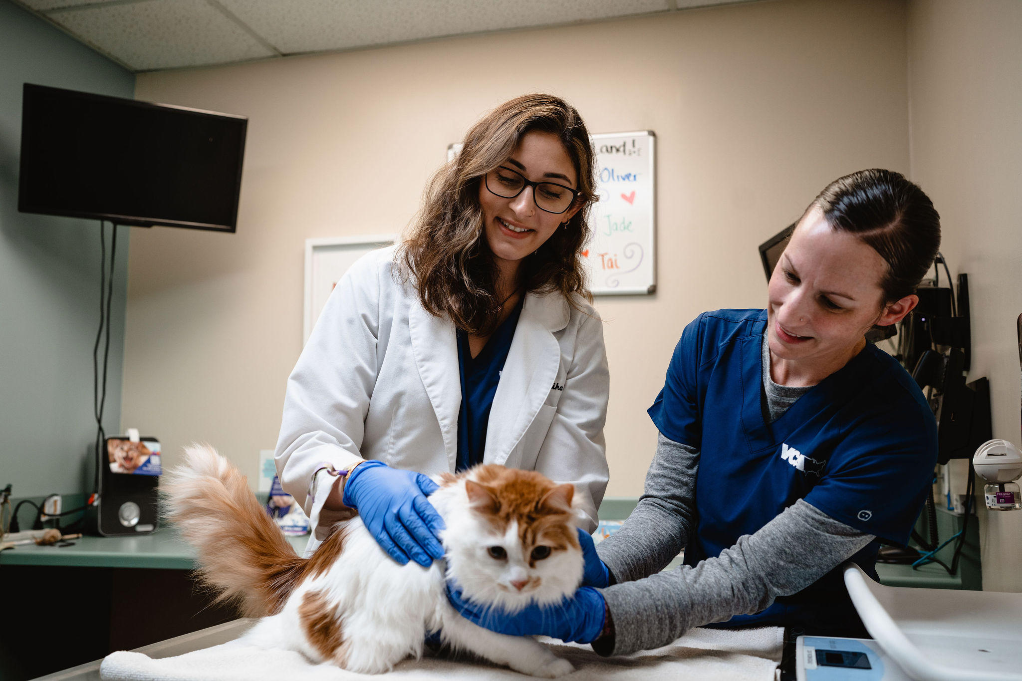 Image 9 | VCA Vets & Pets Animal Hospital