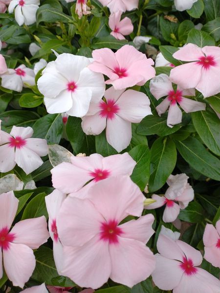 Images Echo Landscaping Inc