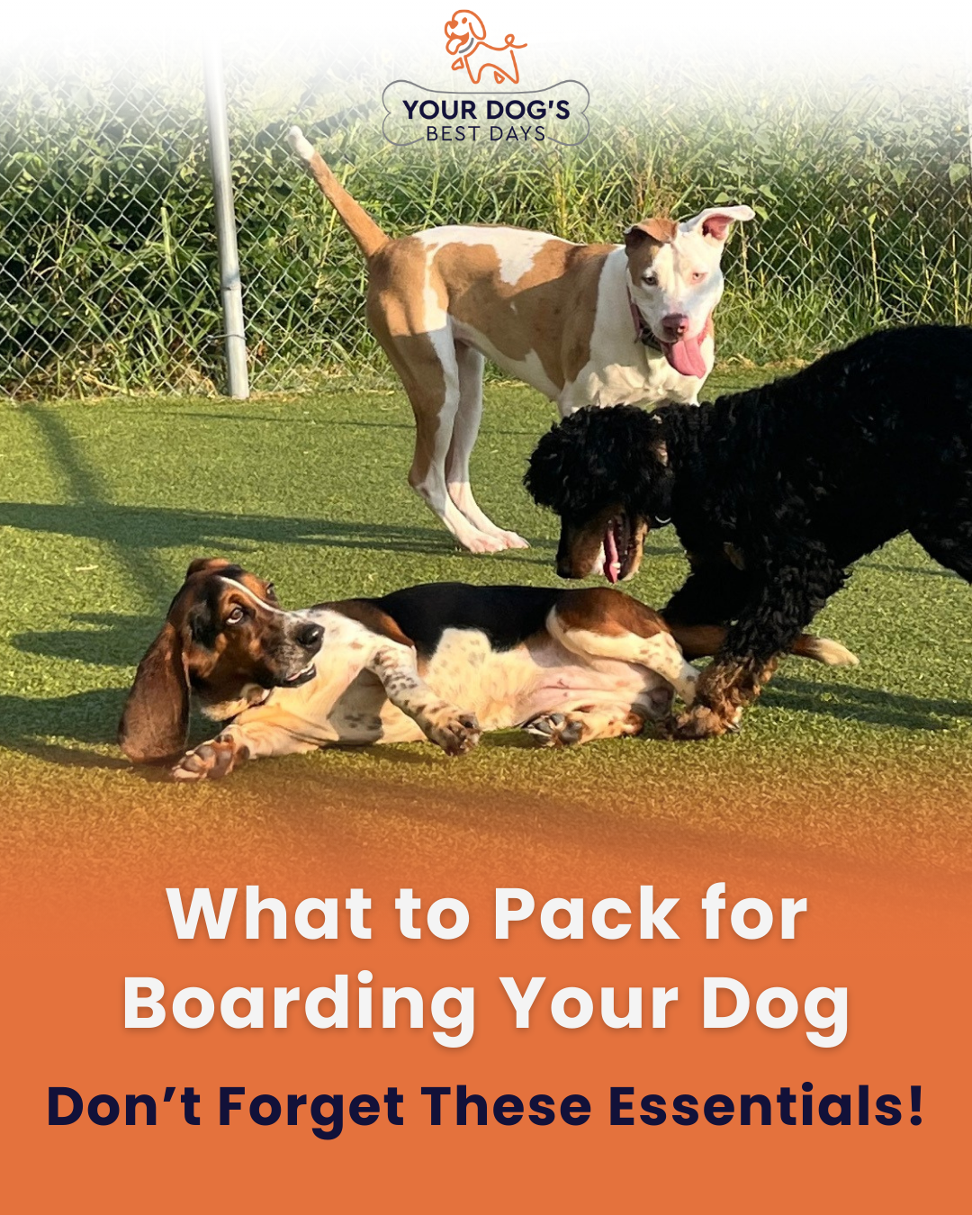 Dog boarding preparation photo showing dogs playing in a supervised outdoor area, reminding owners to pack essential items for their dog’s stay.