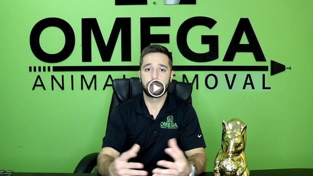 Images Omega Animal Removal Houston