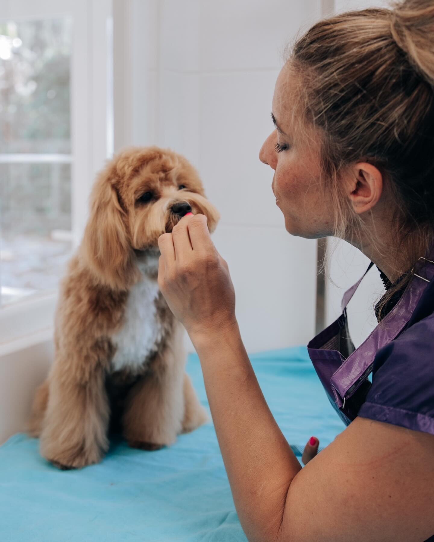 Images The Black Poodle Groom & Care S.L.