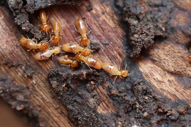 Images Aim Pest Solutions