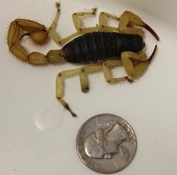 Images Barrier Pest Control