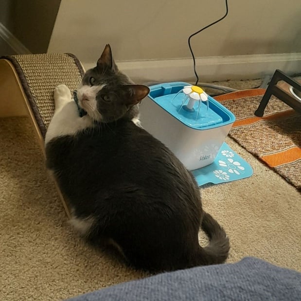 Images Teresa Chapman - State Farm Insurance Agent