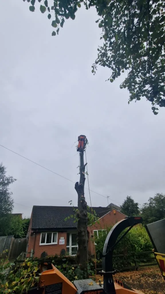Images Arborex Tree Specialists Ltd