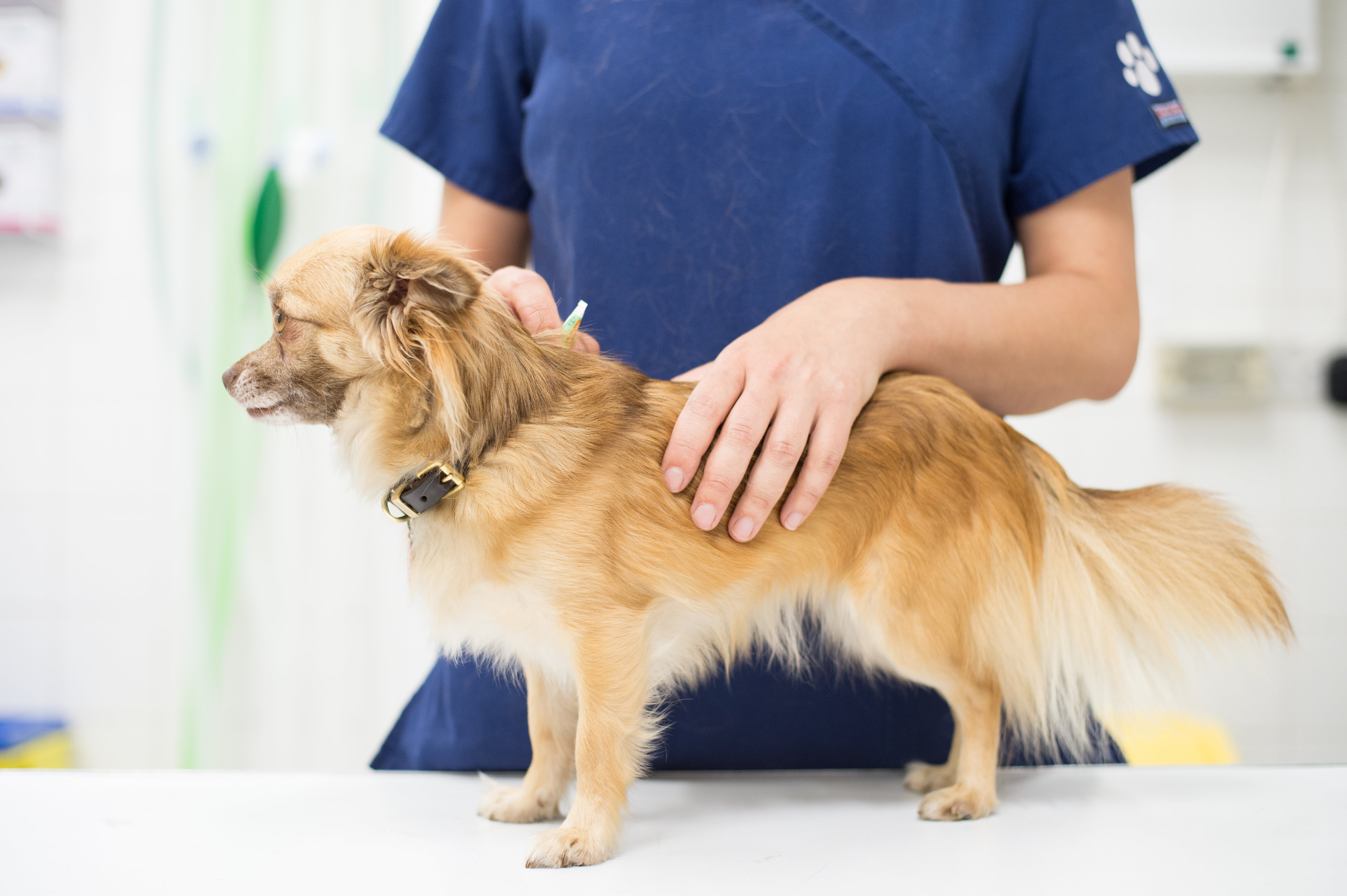 Images Streatham Hill Veterinary Surgery