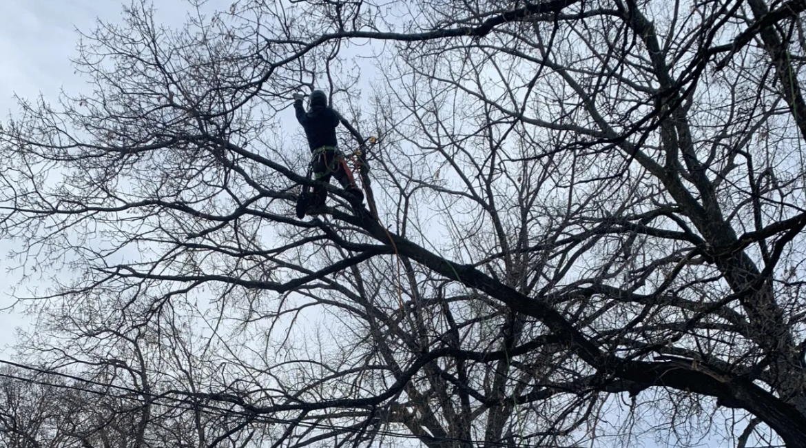Jake's Tree Service Image