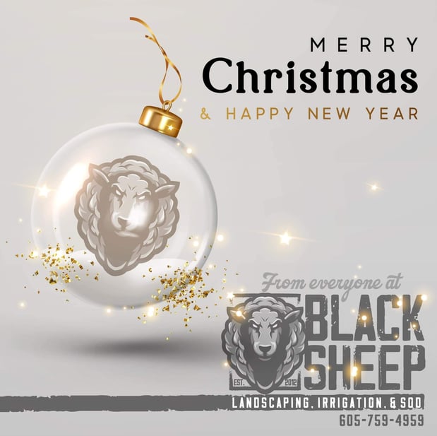 Images Black Sheep Landscape